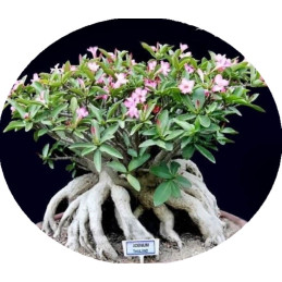 Adenium Thai Socotranum...