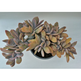 Graptoveria cv. Fred Ives...