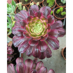 Aeonium Mardi Grass
