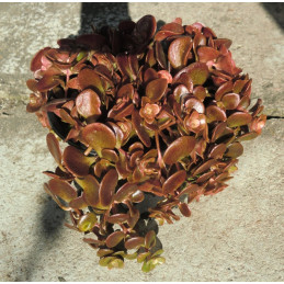 Sedum tetractinum Pink/White