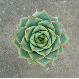 Echeveria purpusorum v. Gilva