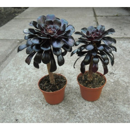 Aeonium arboreum v....