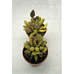 Anacampseros marlothii