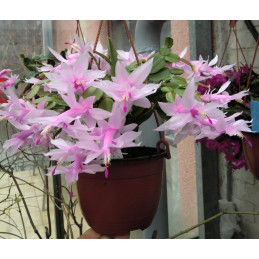 Schlumbergera  sp. biela...