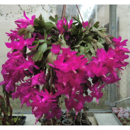 Schlumbergera sp. fialová...