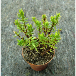 Crassula sarcocaulis