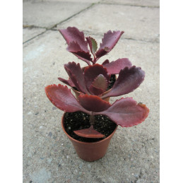 Kalanchoe sexangularis