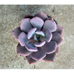 Graptoveria 'Debbie'