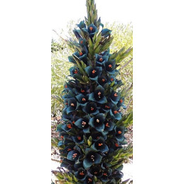Puya alpestris "Safírová věž"