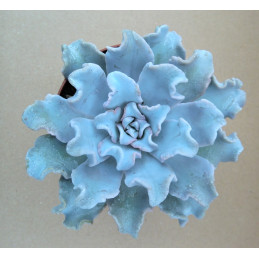 Echeveria 'Crispate Beauty'