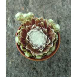 Sempervivum 'Shampoo'