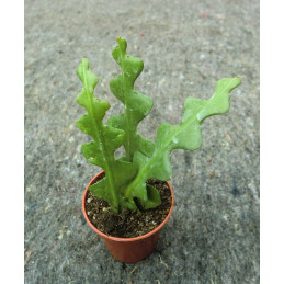 Epiphyllum-Phyllocactus...