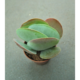 Kalanchoe thyrsiflora