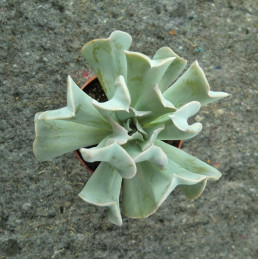 Echeveria runyonii Topsy Turvy