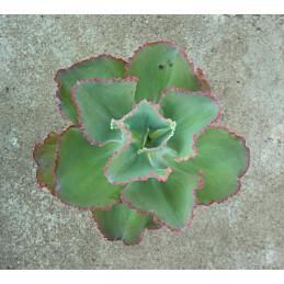 Echeveria cv. Giant Blue