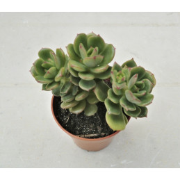 Echeveria multicaulis