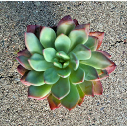 Echeveria Amoena Perote