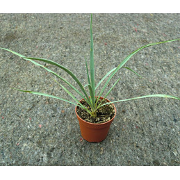 Yucca rostrata