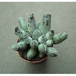 Adromischus  cooperi v....