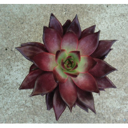 Echeveria agavoides Atlas