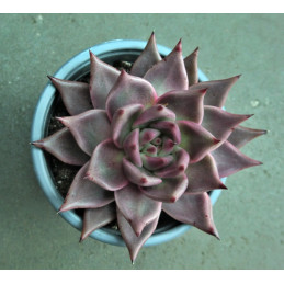 Echeveria  agavoides Taurus