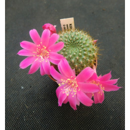 Rebutia violaciflora