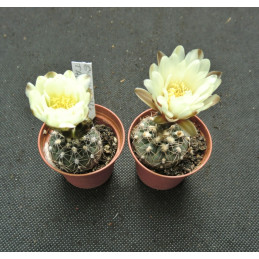 Gymnocalycium taningaense