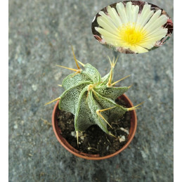 Astrophytum ornátum