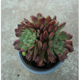 Echeveria 'Pink Ruby' (Korea)
