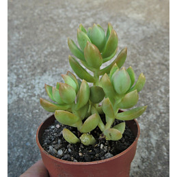 Sedum adolphii cv. Lime Gold