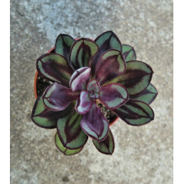 Echeveria nodulosa Benitsukasa