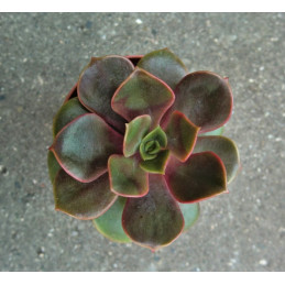 Echeveria agavoides 'Mont'