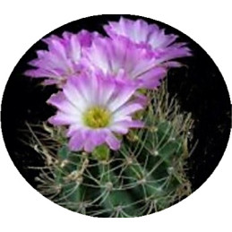 Acanthocalycium violaceum