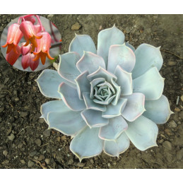 Echeveria lilacina (väčšia...