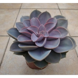 Echeveria Perle von...