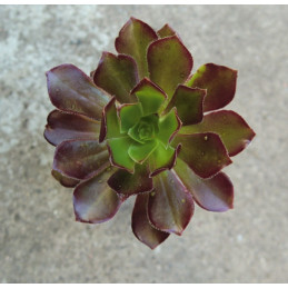 Aeonium arboreum v....
