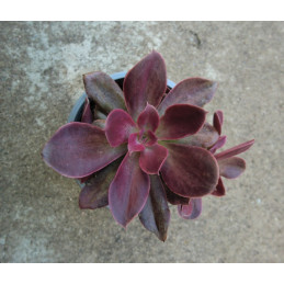 Echeveria Red Prince