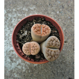 LITHOPS Mix 1 "Živé kameny"