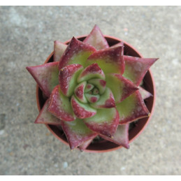 Echeveria agavoides Electra