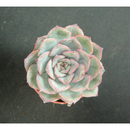 Echeveria pulidonis