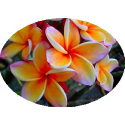 Plumeria Sommorangne...