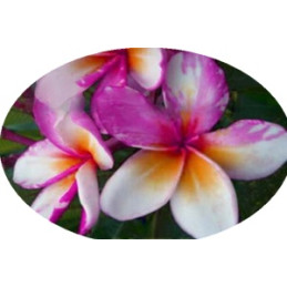 Plumeria Ngamvilai...