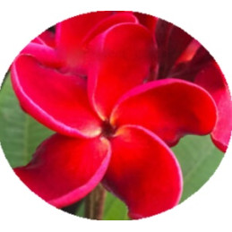 Plumeria Red Tourmaline...