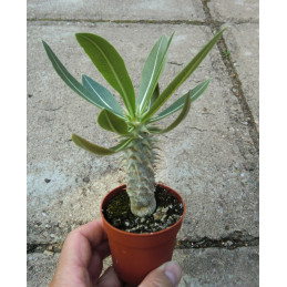 Pachypodium rosulatum...