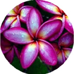 Plumeria Deep Purple...