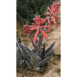 Aloe variegata "Sokolí pero"