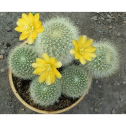 Rebutia senilis v....