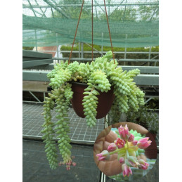 Sedum morganianum Burrito