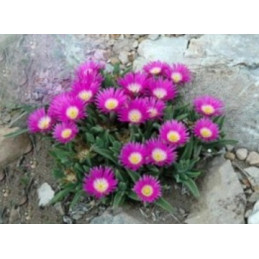 Delosperma sutherlandii