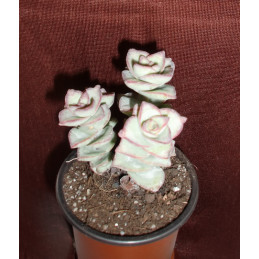 Crassula perforata 'Giant '